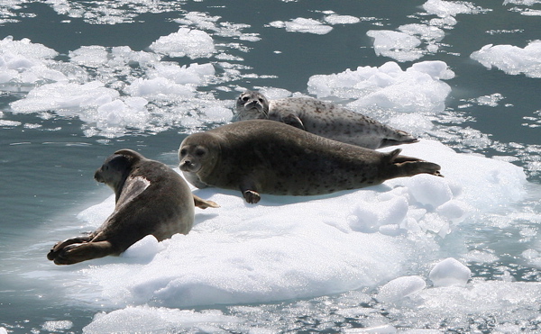 Couple of seals getting a tan.