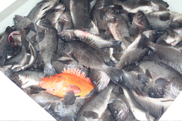 Stash of Black sea bass, with one Red Snapper.  Guide said that the Red Snapper probably was 50 to 100 years old!