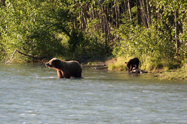 Grizzly! I wanted to see these while I was up.