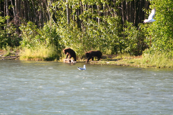 her cubs.