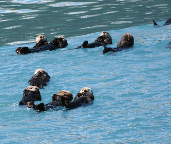 Sea Otters.  Which the guide said &amp;amp;quot;always carry their favorite rock in their armpit to crack stuff open with.&amp;amp;quot;