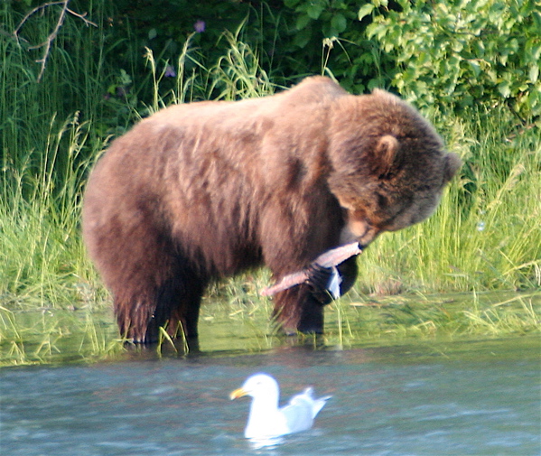 Close up of bear. look at them claws!