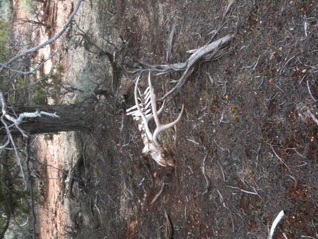 skull