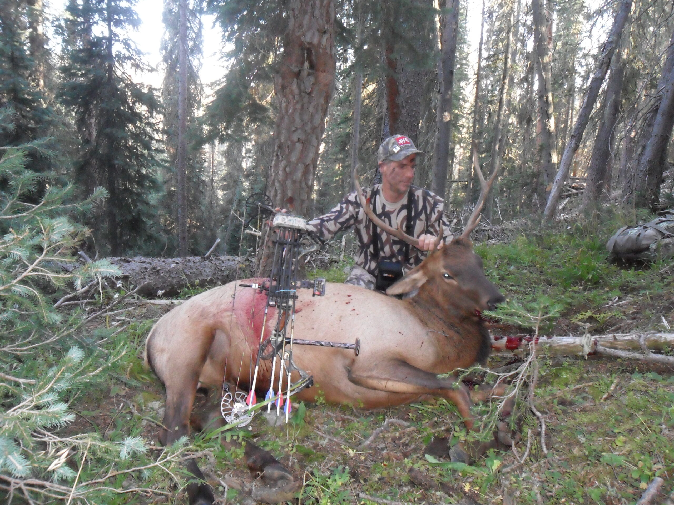 1st Elk with Bow