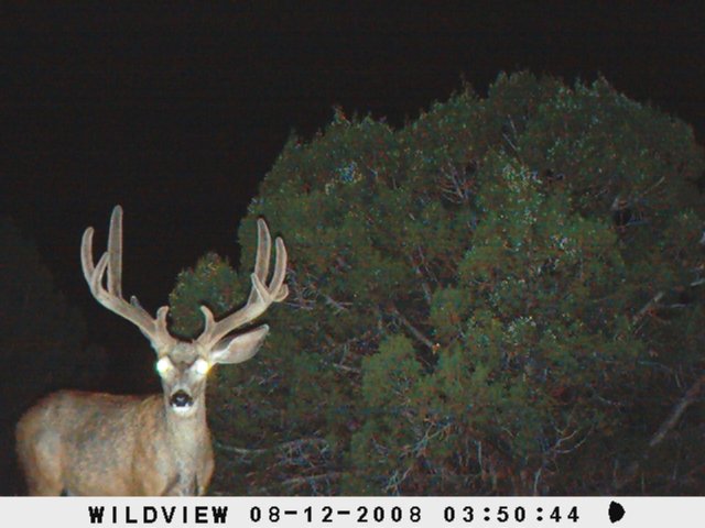 Anyone know if this buck was taken in 2008?