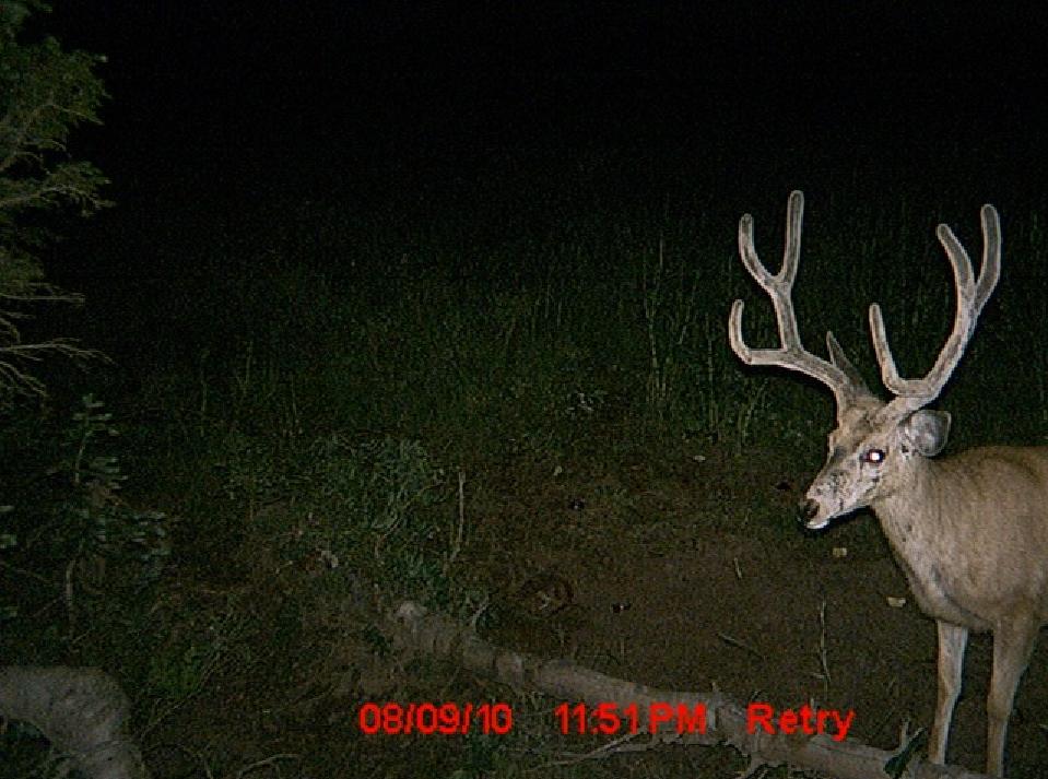 Nice buck!