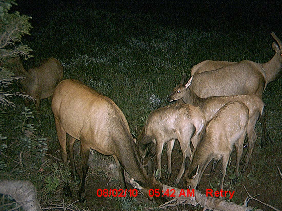 Re: Little Trail Cam Success