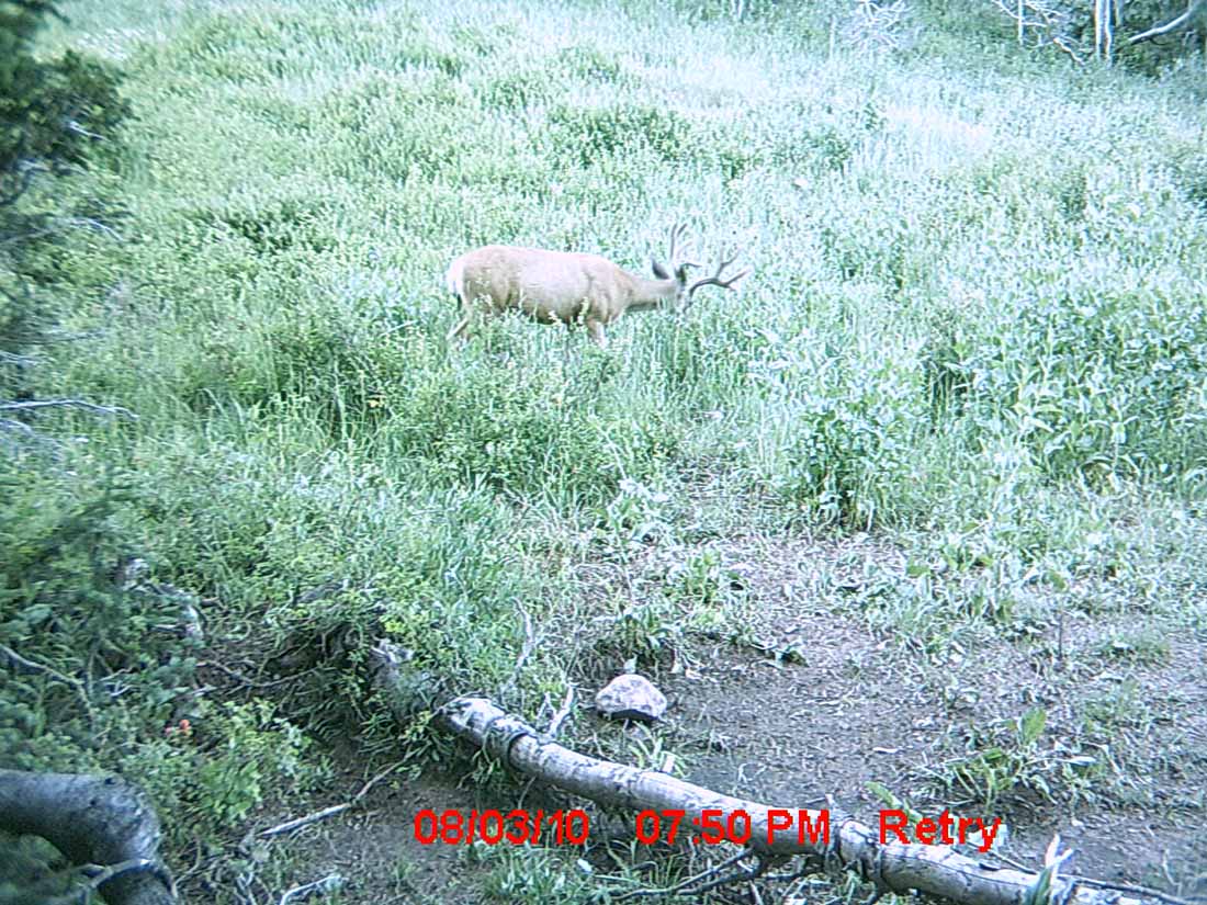 Re: Little Trail Cam Success