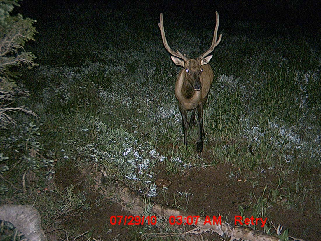 Little Trail Cam Success