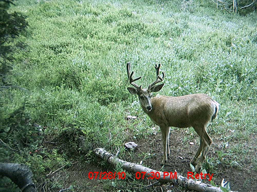 Little Trail Cam Success