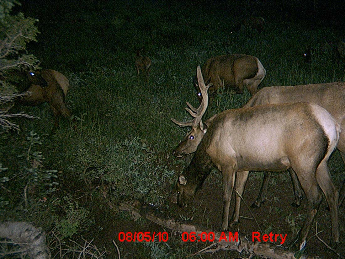 Re: Little Trail Cam Success