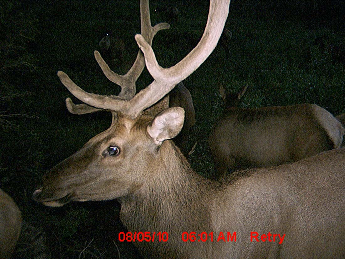 Re: Little Trail Cam Success