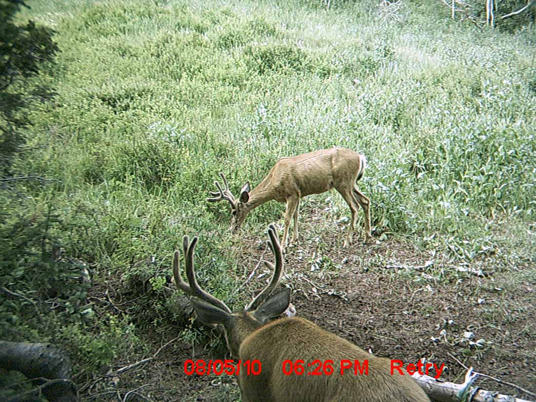 Re: Little Trail Cam Success