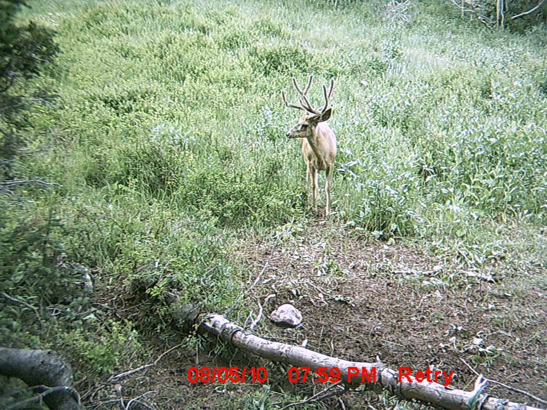 Re: Little Trail Cam Success