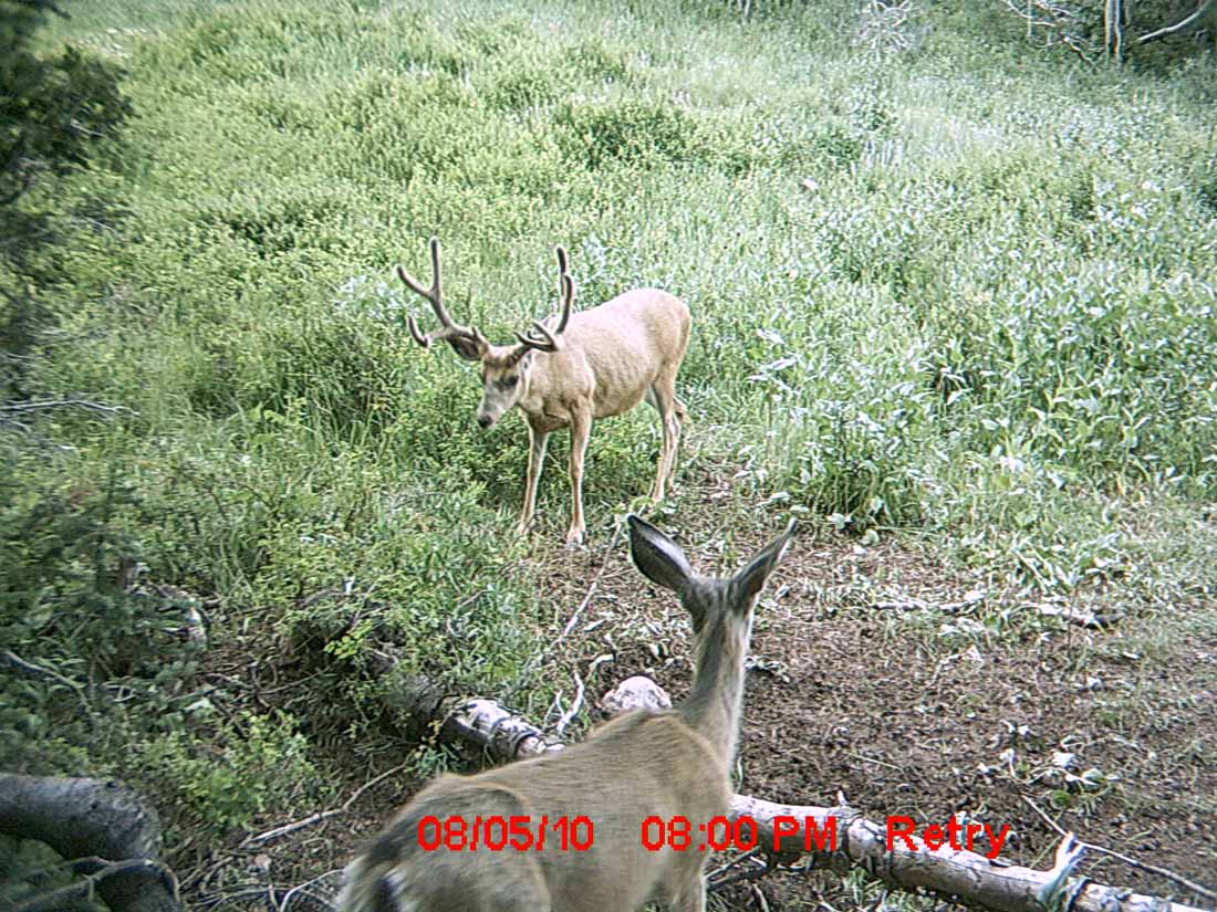 Re: Little Trail Cam Success