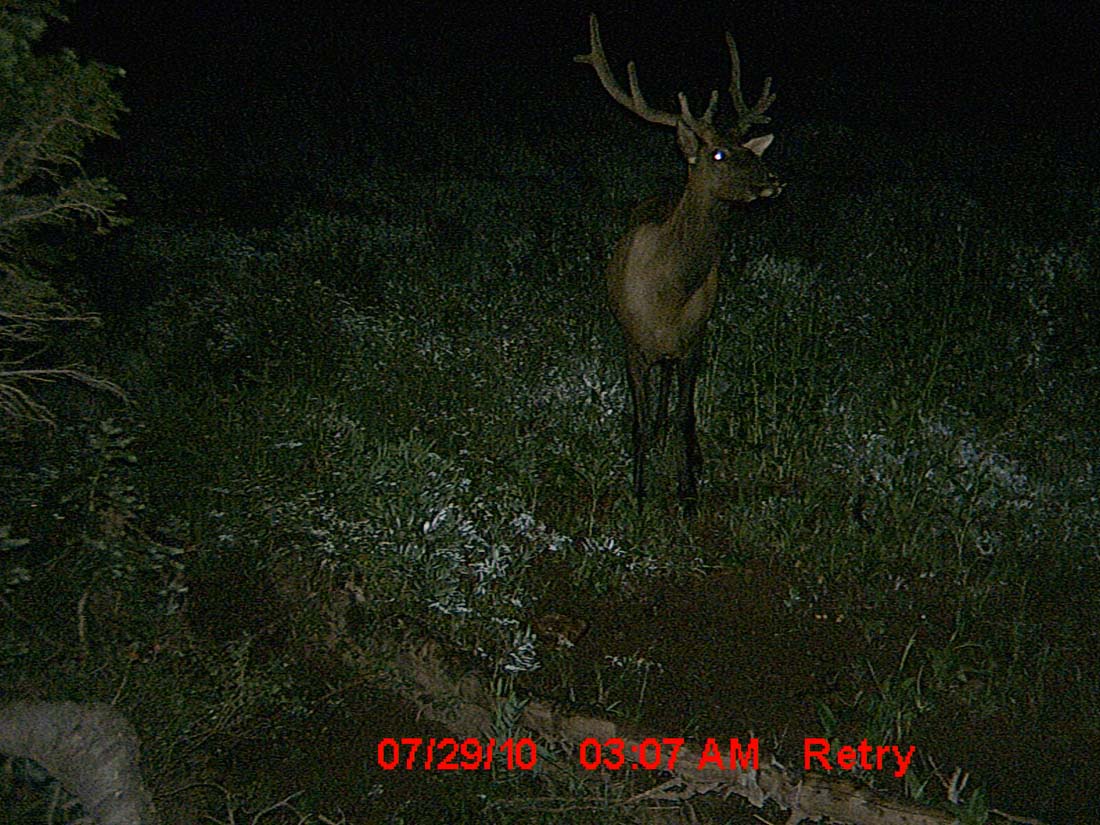 Little Trail Cam Success