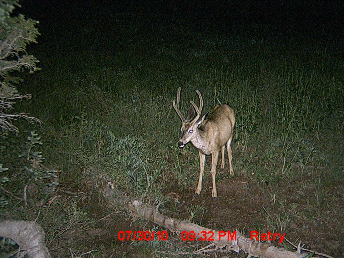 Little Trail Cam Success