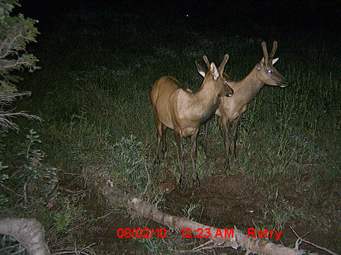 Re: Little Trail Cam Success