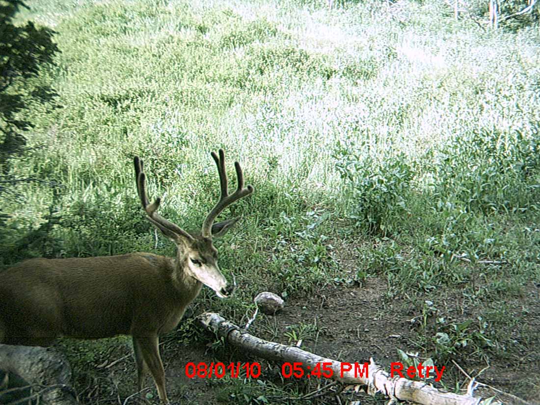 Re: Little Trail Cam Success