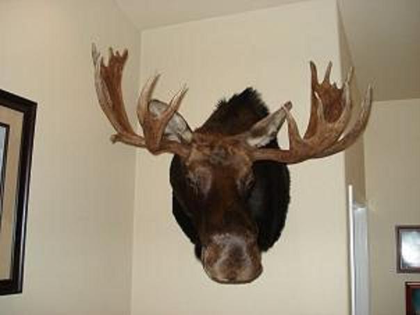 Dad&#039;s Moose 2007