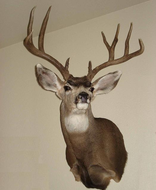 Dad&#039;s Muley 2006