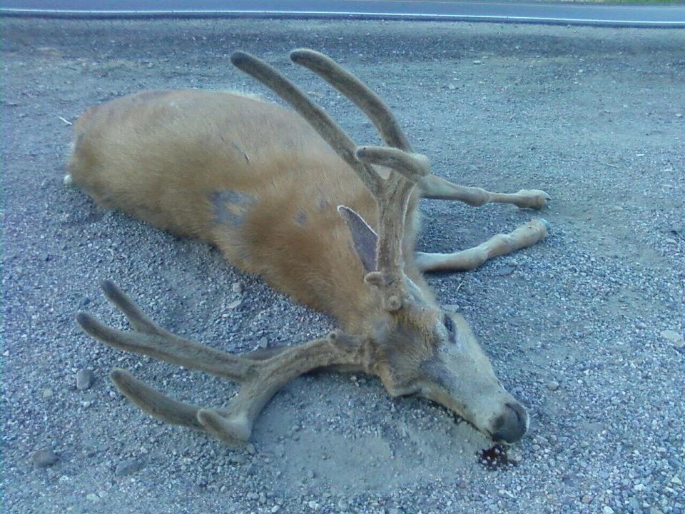 More Unfortunate Road Kill