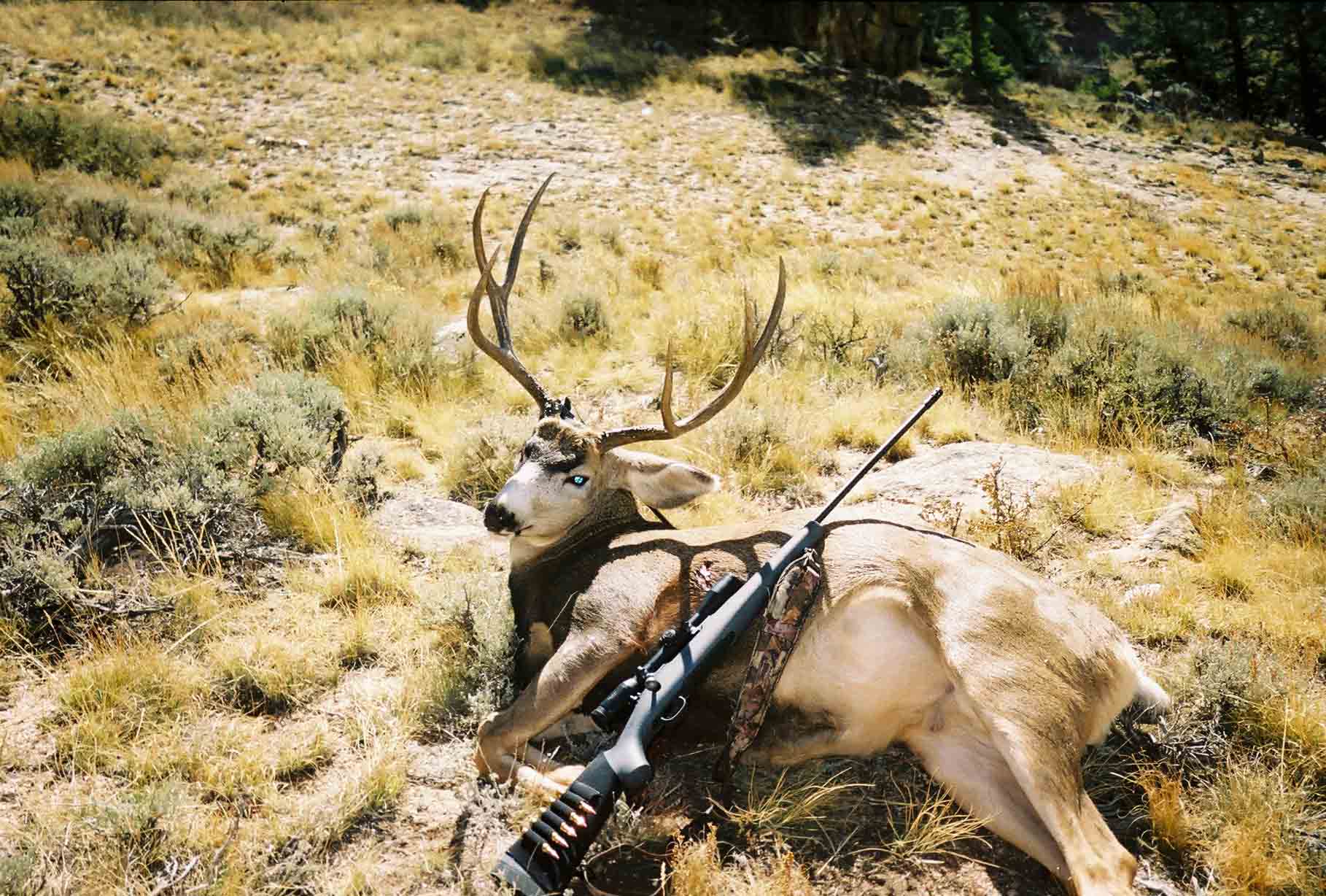 Re: what rifle do you hunt with?