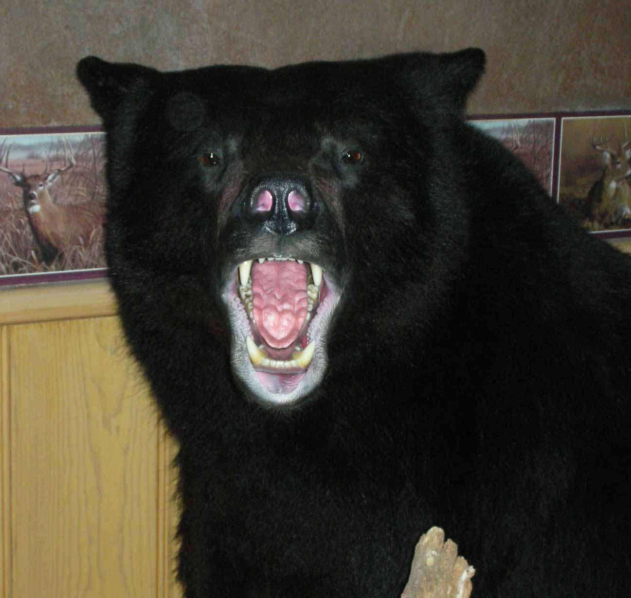 Re: Bear Taxidermy Question