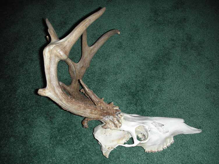 Unusual Whitetail Find