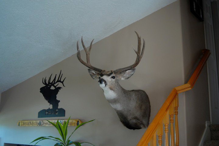 2009 Utah mule deer is home