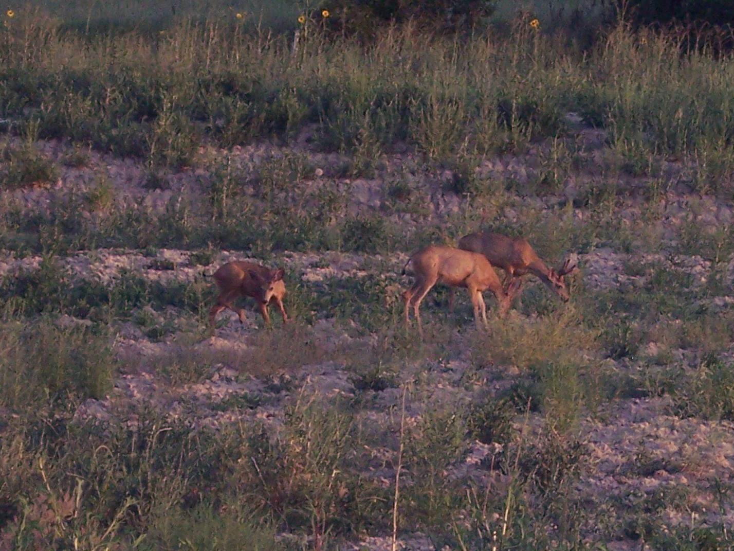 pics from my back yard tonite