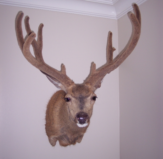 MY MOUNT