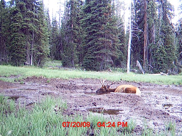 Re: over 350 elk pictures!