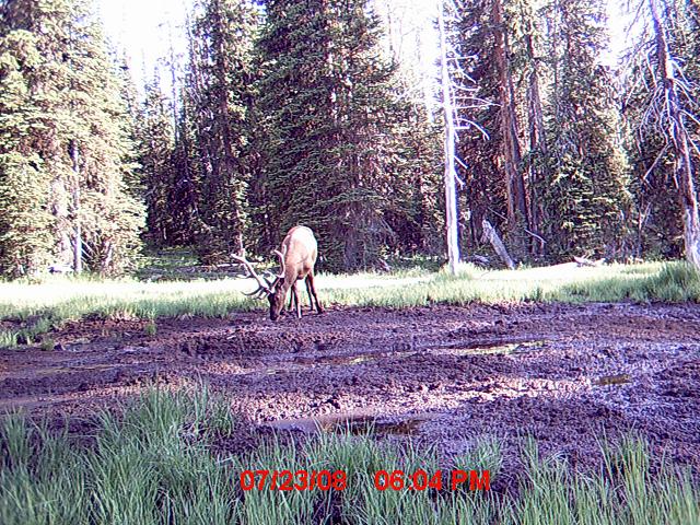 over 350 elk pictures!