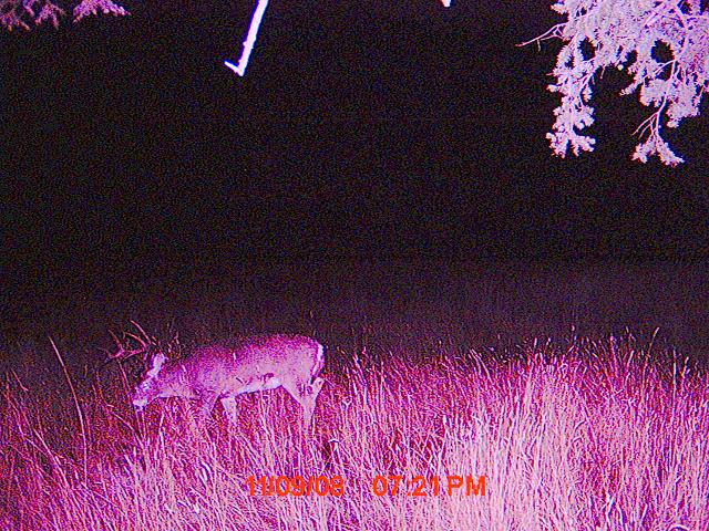 a few whitetail pictures