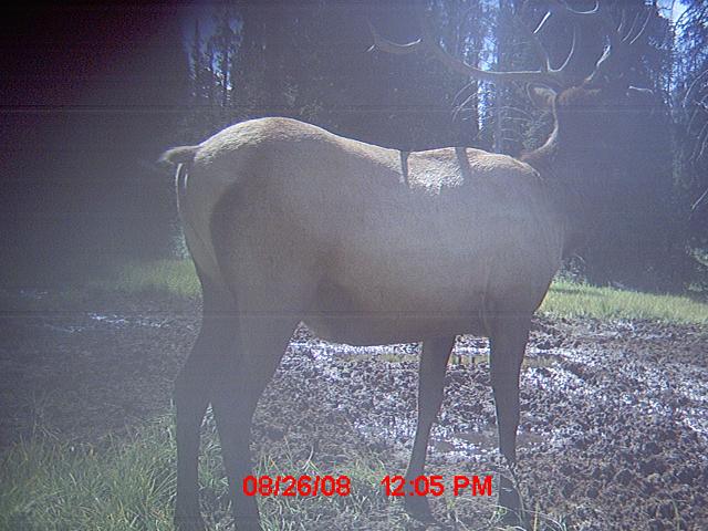 Re: over 350 elk pictures!