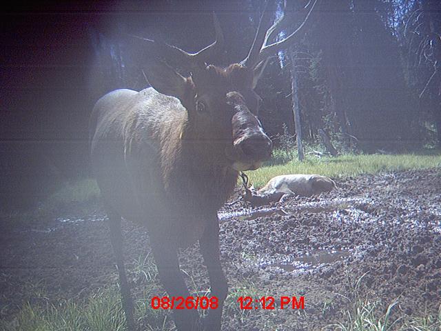 over 350 elk pictures!