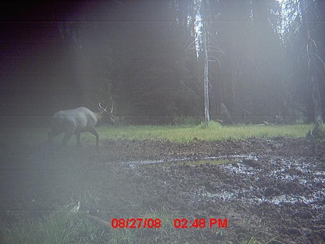 over 350 elk pictures!