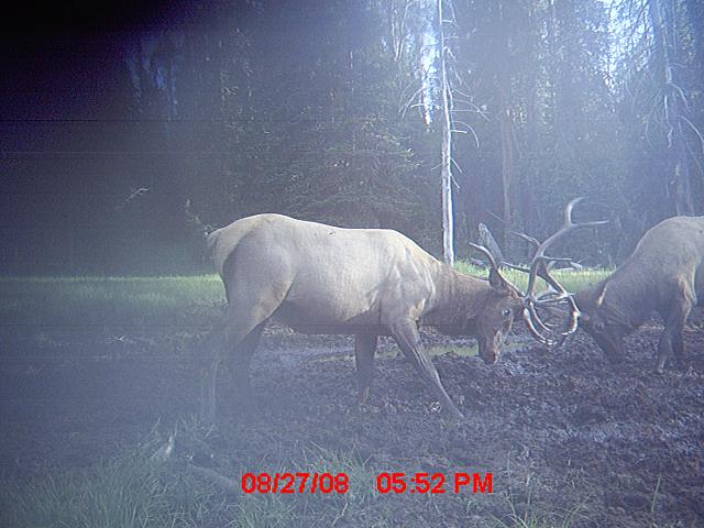 over 350 elk pictures!