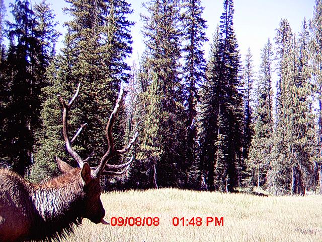 Re: over 350 elk pictures!