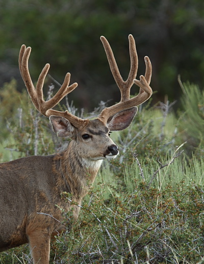 Good Luck Utah Bowhunters!