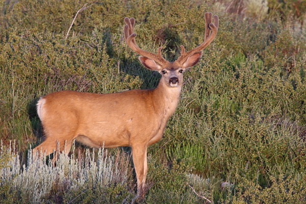 Recent Velvet