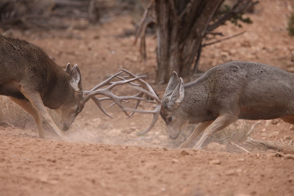 Buck Fight (Pics)