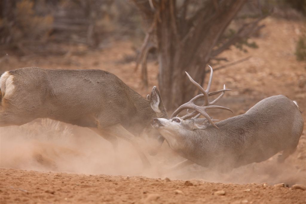 right before the throw down. His feet are out from under him!