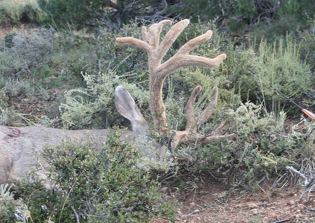 &#039;08 Paunsaguant Archery Buck