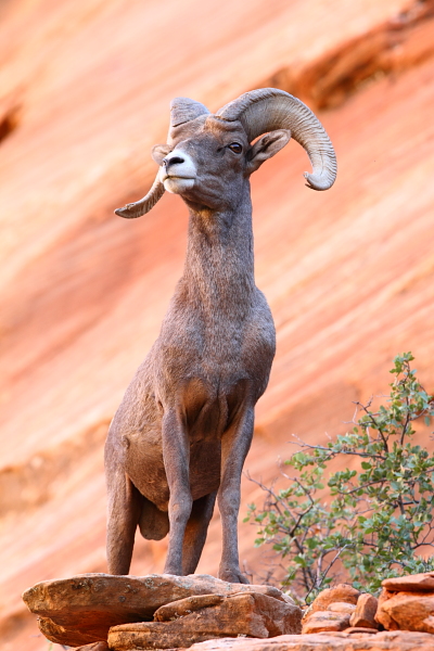 Desert Bighorns