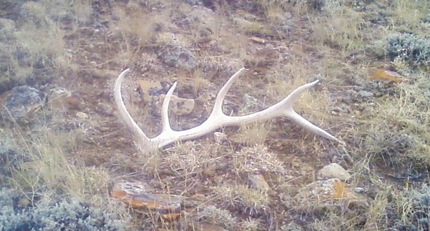 5 Point elk