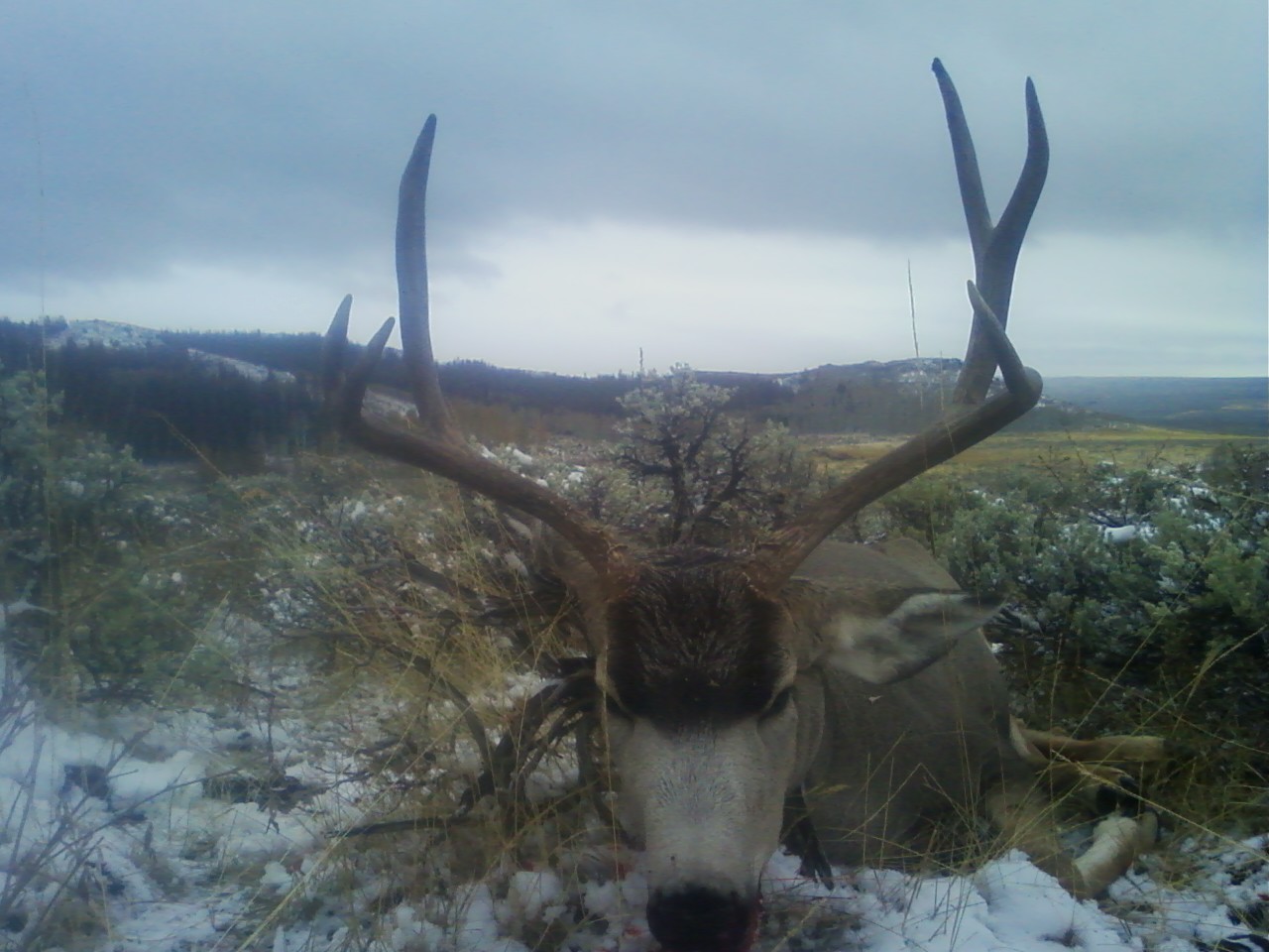 Re: Post your 2009 Muley here