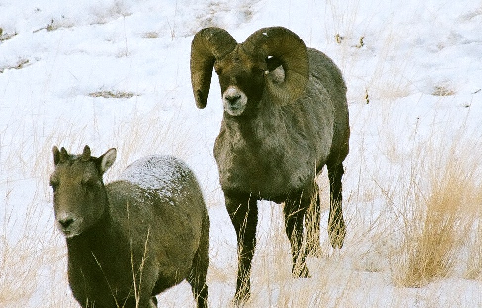 Re: A Bighorn picture