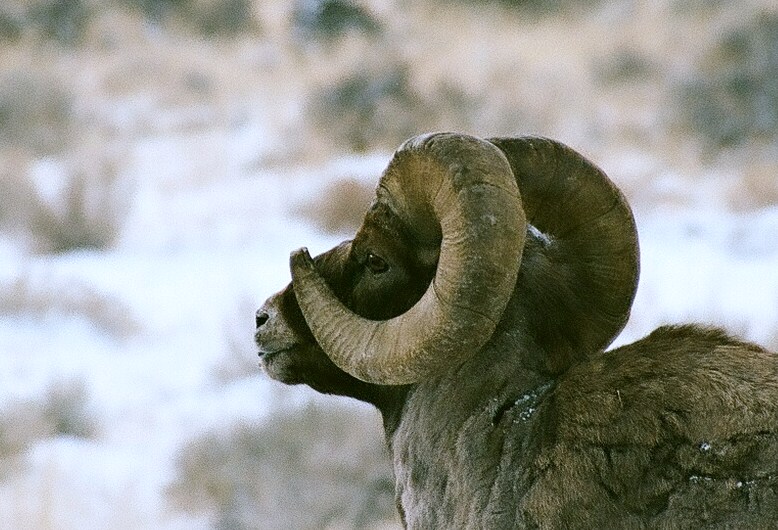 Re: A Bighorn picture